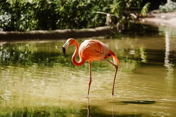 Flamingo Lagoa — Fotografia de Stock