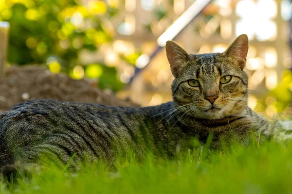 Roztomilý Tabby Kočka Dívá Kameru Zatímco Leží Zelené Zahradě — Stock fotografie