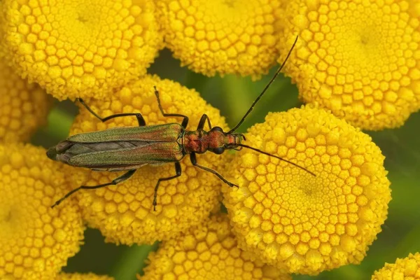 女性の偽の油甲虫の詳細な閉鎖 Oedemera Nobilisは黄色のタンジーの花に座っています Tanacetum Vlgare — ストック写真