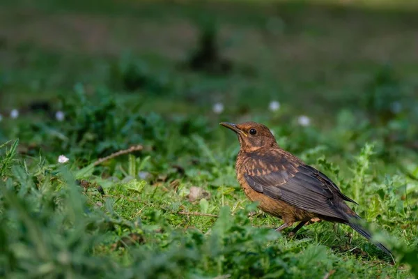 Liten Brun Sidledes Stående Blackbird Med Svarta Vingar Stående Gräset — Stockfoto