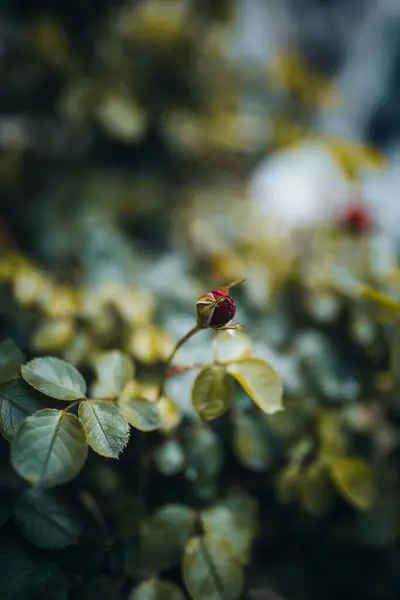 一缕红玫瑰花蕾在灌木丛中的垂直拍 — 图库照片