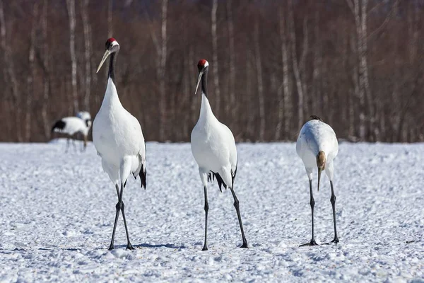 Prise Vue Sélective Trois Grues Couronne Rouge Dans Champ Enneigé — Photo