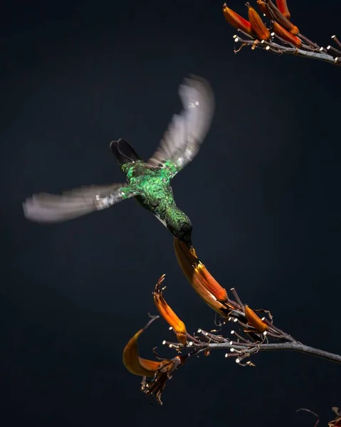 Zielony Koliber Zbierający Pyłek Pomarańczowego Kwiatu — Zdjęcie stockowe
