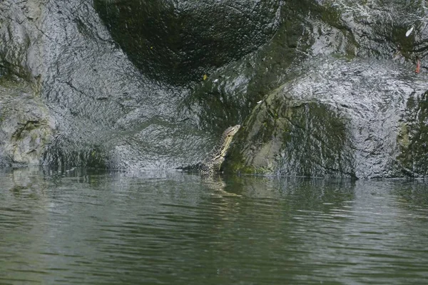 Jaszczurka Monitorująca Czołgająca Się Skale Nad Wodą — Zdjęcie stockowe