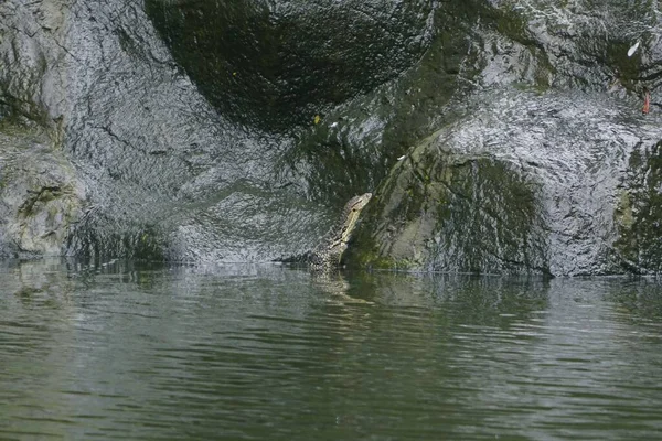 Een Monitor Hagedis Kruipend Een Rots Door Het Water — Stockfoto