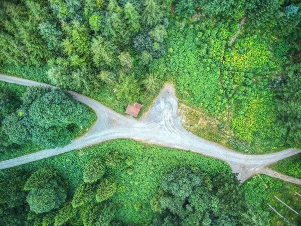 Carrefour Forestier Arbres Haut Dans Forêt Tollymore Comté Irlande — Photo