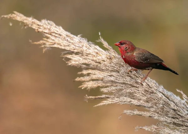 Red Avadavat Perching Tree Branch — Stock Photo, Image