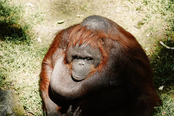 Orangutan Sedící Zemi Zoo Slunečného Dne — Stock fotografie