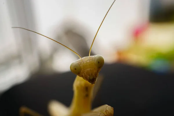 一只黄色祈祷的螳螂的特写 — 图库照片