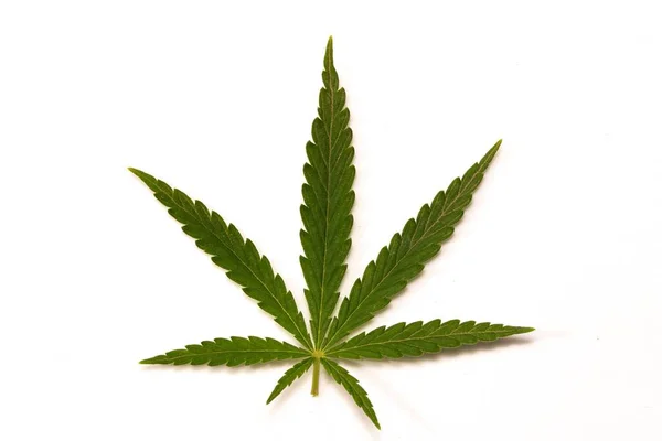 Closeup Shot Cannabis White Background — Stock Photo, Image