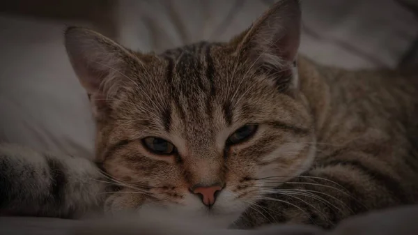 Unge Kattunge Ligger Sängen — Stockfoto