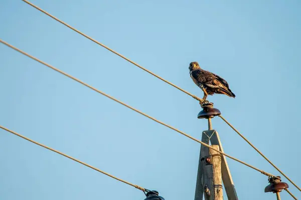 Low Angle Shot Hawk Sitting Top Electrical Pole Blue Sky — Stock Photo, Image