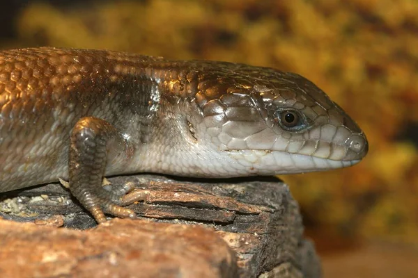 Närbild Australian Eastern Blue Tongue Skink Tiligua Scincoidus Ett Terrarium — Stockfoto