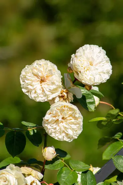 Eine Nahaufnahme Von Weißen Rosen Mit Grünen Blättern Isoliert Grüner — Stockfoto