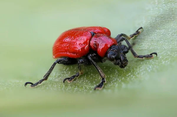 Yeşil Yaprağın Üzerinde Kırmızı Bir Zambak Böceğinin Yakın Plan Fotoğrafı — Stok fotoğraf