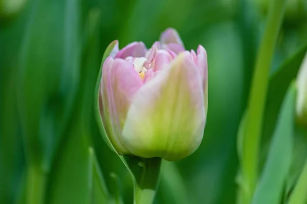 Close Uma Bela Tulipa Jardim Com Fundo Embaçado — Fotografia de Stock