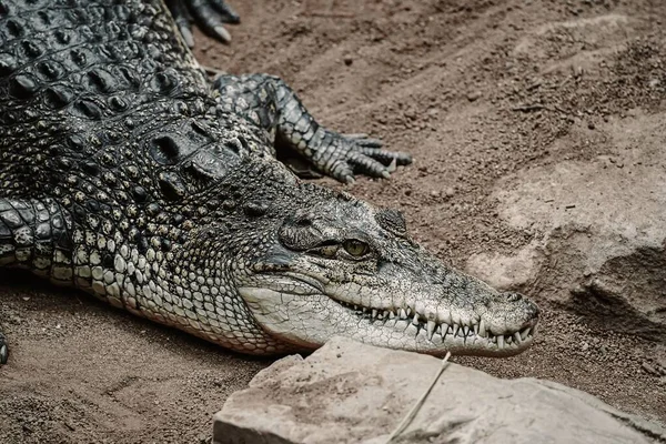 Een Dichtbij Shot Van Een Krokodil Rustend Grond Een Zonnige — Stockfoto