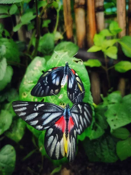 Een Close Upfoto Van Twee Roodborst Jezebels Een Blad — Stockfoto