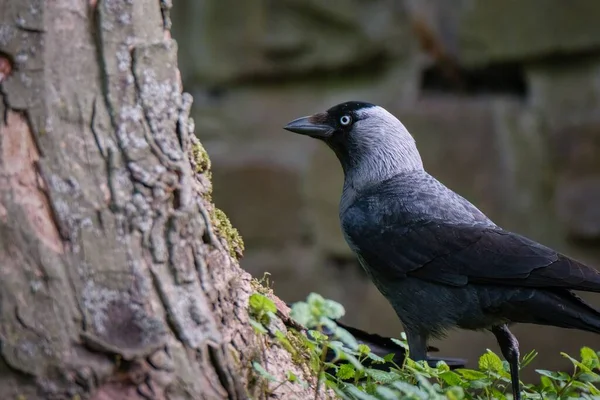 Sidledes Stående Jackdaw Går Gräset Mot Trädstammen — Stockfoto