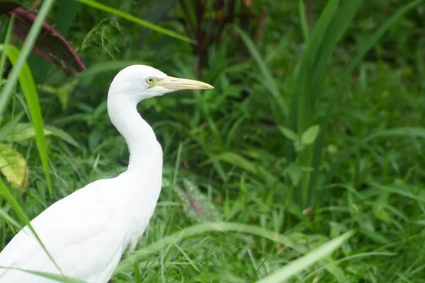 Une Belle Aigrette Dans Les Plantes Vertes Parc — Photo