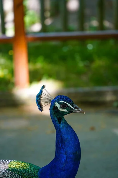 Een Pauw Die Dierentuin Loopt — Stockfoto