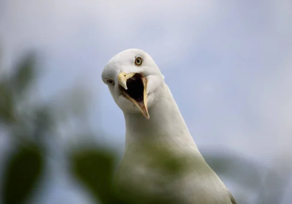 潮吹きするカモメのクローズアップ撮影 — ストック写真