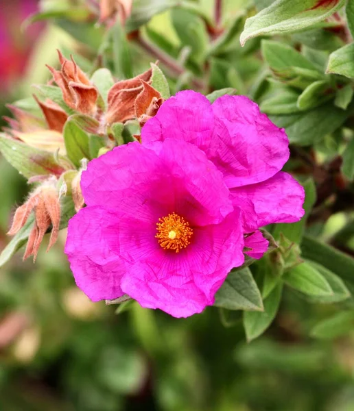 Selective Focus Shot Pink Rock Rose Flowers Garden — Stock Photo, Image