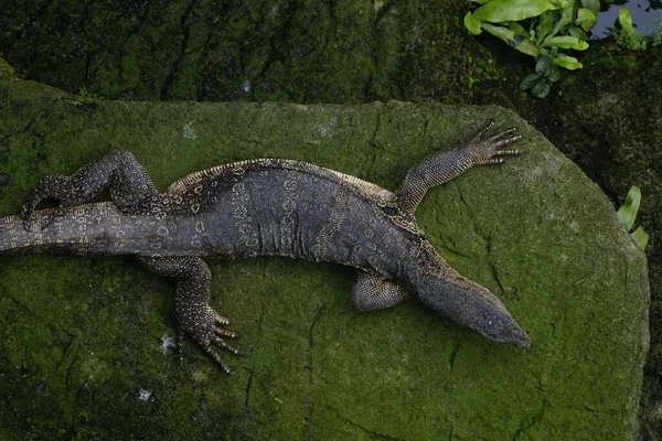 Watermonitor Hagedis Mossige Steen — Stockfoto