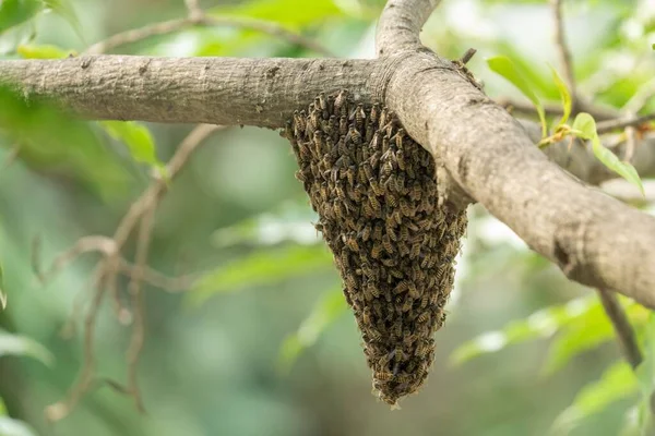 Enjambre Abejas Silvestres Una Rama Árbol — Foto de Stock