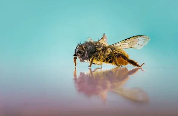 Close Uma Abelha Difusa Sua Reflexão Sobre Uma Superfície Azul — Fotografia de Stock