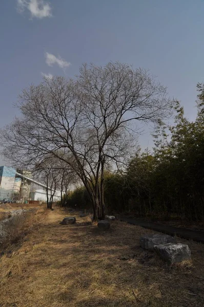 Een Verticaal Schot Van Een Bladloze Boom Nabij Andere Bomen — Stockfoto