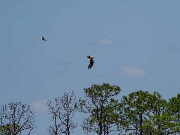 Hermoso Disparo Águila Calva Águila Pescadora Volando Aire Con Cielo — Foto de Stock