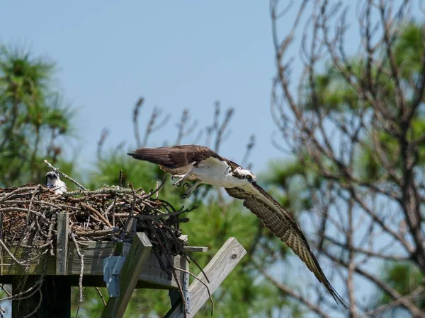 Selektiv Fokusbild Osprey Som Flyger Från Boet Miramar Beach Florida — Stockfoto
