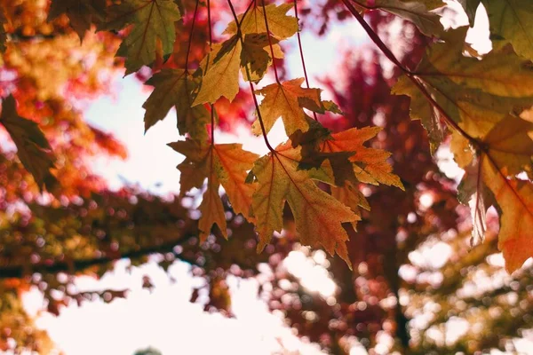 Bir akçaağaç sonbaharda ayrılır