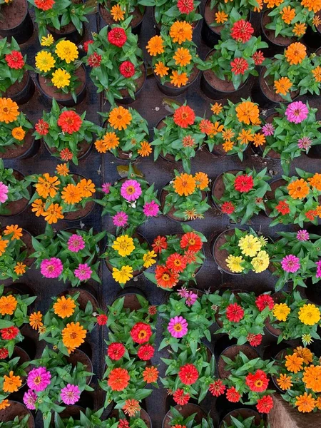 Ein Blick Von Oben Auf Bunte Blumen Schwarzen Pflanzentöpfen — Stockfoto