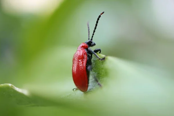 Primer Plano Escarabajo Lirio Escarlata Hoja Verde — Foto de Stock