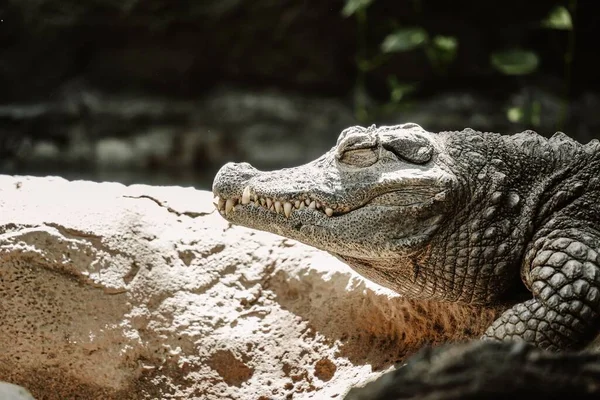 Dorosły Krokodyl Spoczywa Ziemi Słoneczny Dzień — Zdjęcie stockowe
