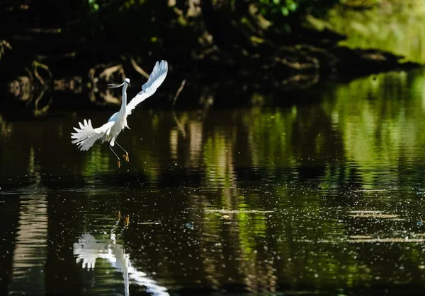 Grand Héron Blanc Survolant Lac Vert Avec Réflexion Dans Eau — Photo
