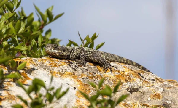 Bir Kayanın Üzerindeki Laudakia Stellio Kertenkelesinin Sığ Odağı — Stok fotoğraf