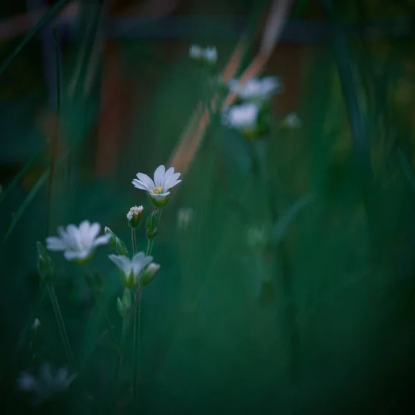 Fiori Fiore Giardino — Foto Stock