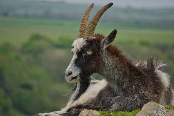 Tiro Perto Bode Macho Sentado Campo Sobre Fundo Borrado — Fotografia de Stock