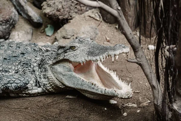 Крупный План Крокодила Лежащего Земле Широко Раскрытым Ртом — стоковое фото