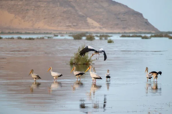 Grupp Gula Fakturerade Storkar Flyger Över Flod Egypten — Stockfoto