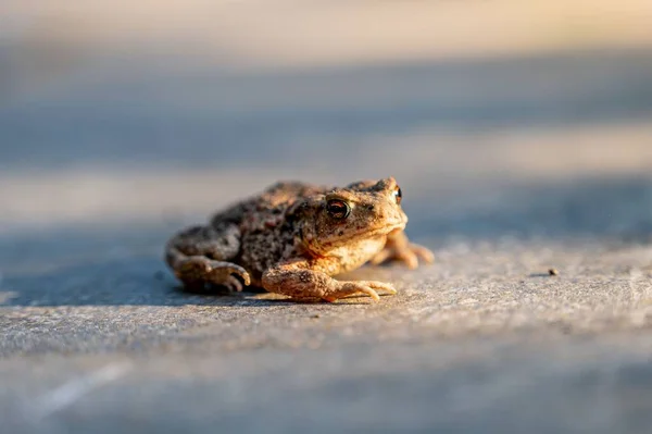 Close View Cane Toad Asphalt Outdoors Sunny Day — Stock Photo, Image