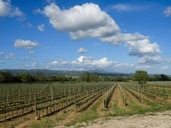 Bellissimo Paesaggio Della Campagna Toscana Con Campi Agricoli Alberi Crescita — Foto Stock