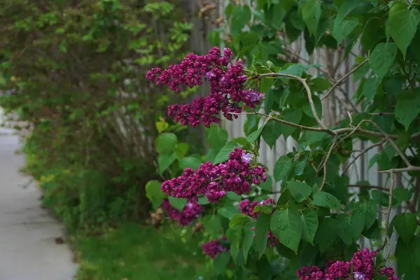 Enfoque Selectivo Lilas Púrpuras Jardín Que Recubre Una Cerca —  Fotos de Stock