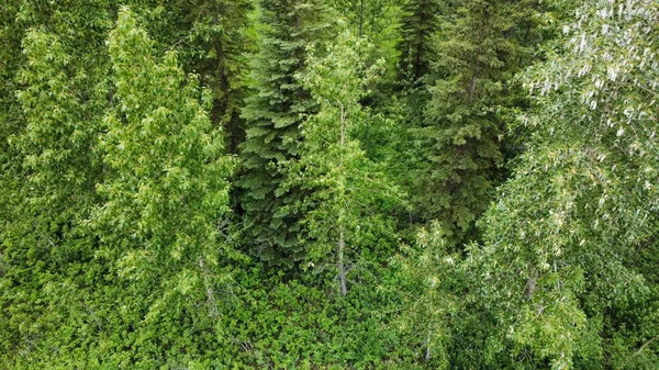 Vysoké Stromy Lese — Stock fotografie
