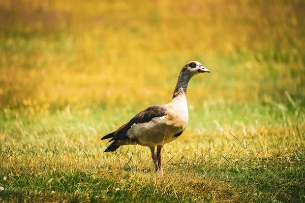 Closeup Egyptian Goose Standing Greenery Field Looking — Stock Photo, Image