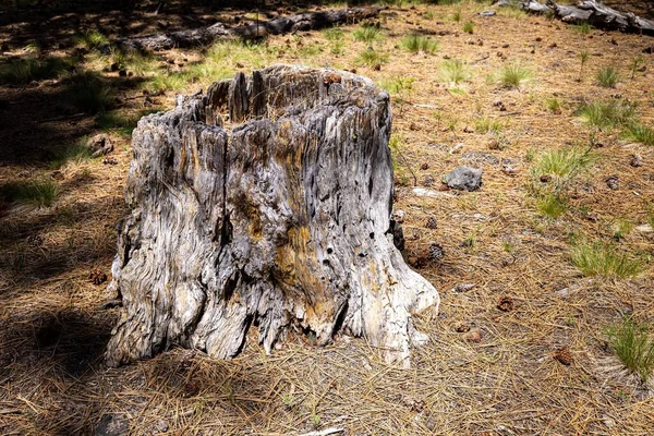 Scenic View Ponderosa Stained Pine Tree Stump Oregon — Stock Photo, Image