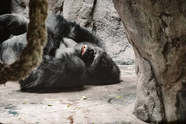 A big gorilla sleeping on the ground in the zoo